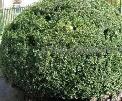 Самшит купить в Москве, саженцы самшита из подмосковного ... - 3