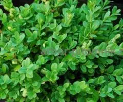 Самшит купить в Москве, саженцы самшита из подмосковного ... - 4