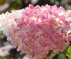 Саженцы гортензий в Москве, купить гортензии в горшках ЗКС ... - 2