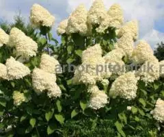 Саженцы гортензий в Москве, купить гортензии в горшках ЗКС ... - 3