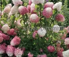 Саженцы гортензий в Москве, купить гортензии в горшках ЗКС ... - 4