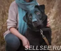 Преданный и любящий пес Тим - 2