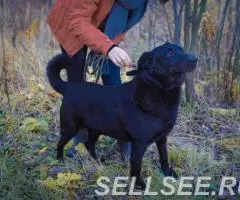 Преданный и любящий пес Тим - 4