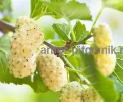 Саженцы шелковицы, шелковица в горшках и в землянном коме с ... - 2