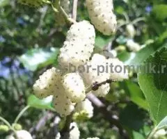 Саженцы шелковицы, шелковица в горшках и в землянном коме с ... - 3