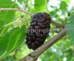 Саженцы шелковицы, шелковица в горшках и в землянном коме с ... - 4