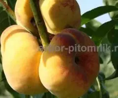 Саженцы персиков, персики в горшках из питомника и интернет ... - 2