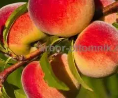 Саженцы персиков, персики в горшках из питомника и интернет ... - 3