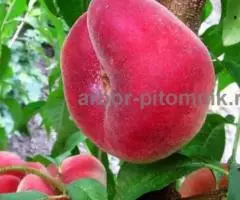 Саженцы персиков, персики в горшках из питомника и интернет ... - 4