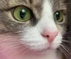 Ищем дом для молодой кошечки - 2