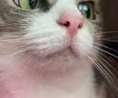 Ищем дом для молодой кошечки - 3