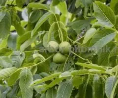 Саженцы и крупномеры ореха в Москве с доставкой и посадкой, растения из питомника - 2