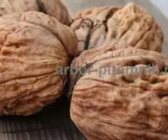 Саженцы и крупномеры ореха в Москве с доставкой и посадкой, растения из питомника - 3