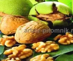 Саженцы и крупномеры ореха в Москве с доставкой и посадкой, растения из питомника - 4