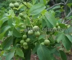 Саженцы и крупномеры ореха в Москве с доставкой и посадкой, растения из питомника - 5