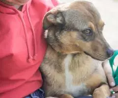 Ласковая собачка Ирма - 2