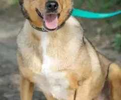 Ласковая собачка Ирма - 3