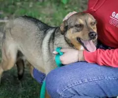 Ласковая собачка Ирма - 4