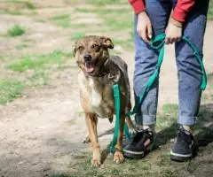 Ласковая собачка Ирма - 5