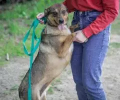 Ласковая собачка Ирма - 6