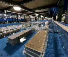 Австралийский красноклешневый рак - 2