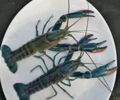 Австралийский красноклешневый рак - 3