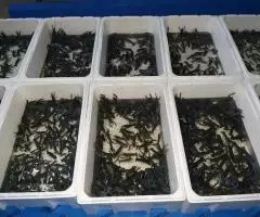 Австралийский красноклешневый рак - 4