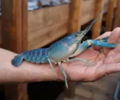 Австралийский красноклешневый рак - 5