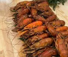 Австралийский красноклешневый рак - 6