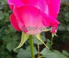 Саженцы кустовых роз из питомника, каталог роз в большом ассортименте в питомнике Арбор - 2