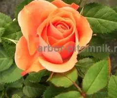 Саженцы кустовых роз из питомника, каталог роз в большом ассортименте в питомнике Арбор - 3