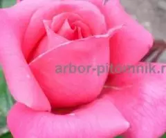 Саженцы кустовых роз из питомника, каталог роз в большом ассортименте в питомнике Арбор - 4