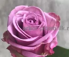 Саженцы кустовых роз из питомника, каталог роз в большом ассортименте в питомнике Арбор - 6