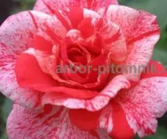 Саженцы кустовых роз из питомника, каталог роз в большом ассортименте в питомнике Арбор - 7