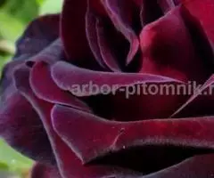 Саженцы кустовых роз из питомника, каталог роз в большом ассортименте в питомнике Арбор - 8