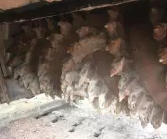 Дорожная фреза Wirtgen W2100, 6500 м/ч, из Европы - 5