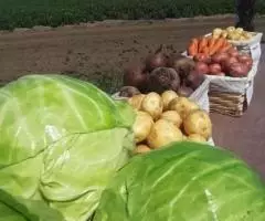 Отборные картошка, морковь, свекла, капуста и другие овощи от поставщика в Алтайском крае