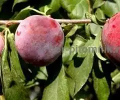 Саженцы и крупномеры слив из питомника и интернет магазина Арбор с доставкой - 2