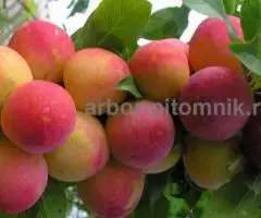 Саженцы и крупномеры слив из питомника и интернет магазина Арбор с доставкой - 3