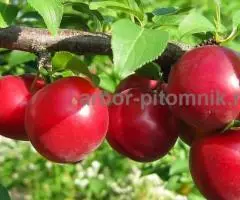 Саженцы и крупномеры слив из питомника и интернет магазина Арбор с доставкой - 4