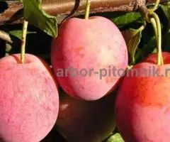 Саженцы и крупномеры слив из питомника и интернет магазина Арбор с доставкой - 5