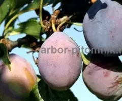 Саженцы и крупномеры слив из питомника и интернет магазина Арбор с доставкой - 6