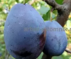 Саженцы и крупномеры слив из питомника и интернет магазина Арбор с доставкой - 7