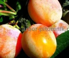 Саженцы и крупномеры слив из питомника и интернет магазина Арбор с доставкой - 8