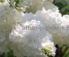 Саженцы и крупномеры сирени из подмосковного питомника, здоровые и крепкие растения - 2