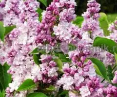 Саженцы и крупномеры сирени из подмосковного питомника, здоровые и крепкие растения - 3