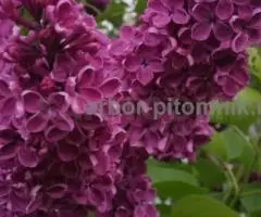 Саженцы и крупномеры сирени из подмосковного питомника, здоровые и крепкие растения - 4