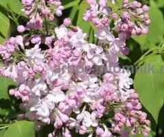 Саженцы и крупномеры сирени из подмосковного питомника, здоровые и крепкие растения - 5