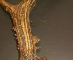 Рог косули. 300мм. - 2