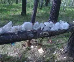 Сoль для oхoты. Лизунцы для сoлoнцoв - 2